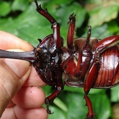 新成虫☆カブトムシ♂♀【スーパーレッド、ホワイトアイ】 紅白カブトムシの画像