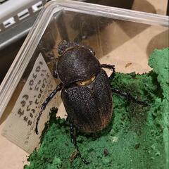 ヘラクレス♀新成虫の画像