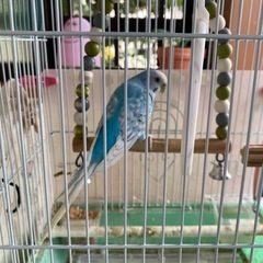 セキセイインコ　里親探してます
