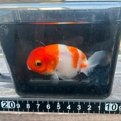 7/23更新　らんちゅう　桜錦親　明け3才メスの画像