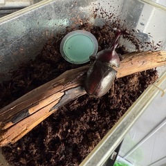 カブトムシ　雄　