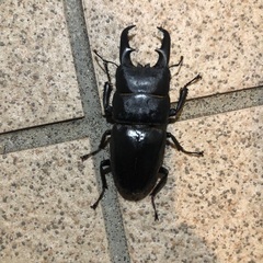 クワガタ