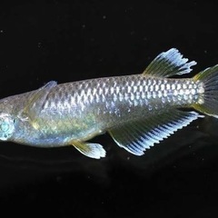 メダカ🐟フロマージュ✨幼魚20匹、1000円、まとめ買い割引&特典あり✨の画像