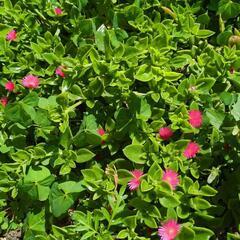ベビーサンローズ　多肉植物　農薬不使用の画像
