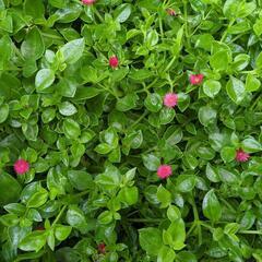 ベビーサンローズ　多肉植物　農薬不使用の画像