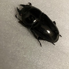 国産オオクワガタ　ホワイトアイ　成虫ペア②の画像