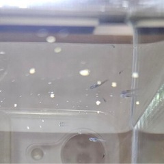 メダカの針子(赤ちゃん)10 匹　おまけレッドラムズホーン１匹の画像