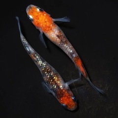 メダカ🐟華簪✨稚魚20匹1000円、まとめ買い割引&特典あり✨の画像