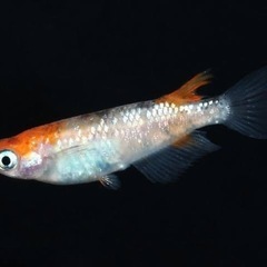 メダカ🐟華簪✨稚魚20匹1000円、まとめ買い割引&特典あり✨の画像