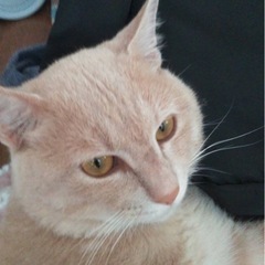 猫も人間も好きなクリーム君