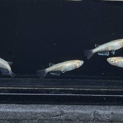 メダカ🐟黄金百式✨幼魚20匹1000円、まとめ買い割引&特典あり✨の画像