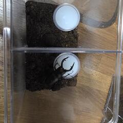 お子様に🥰カブトムシ、クワガタ成虫ペア飼育セットの画像