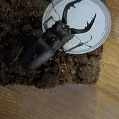 お子様に🥰カブトムシ、クワガタ成虫ペア飼育セットの画像
