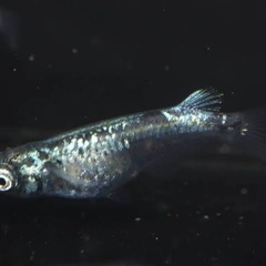 メダカ🐟ボブマーリー✨幼魚20匹1000円、まとめ買い割引&特典あり✨の画像