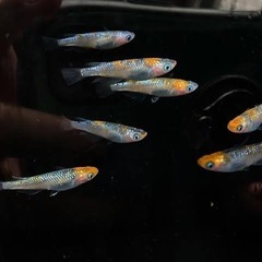 メダカ🐟ベテルギウス✨まとめ買い割引&特典あり✨の画像