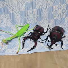 ジャンボ　虫　セット　カブトムシ、クワガタ、カマキリ