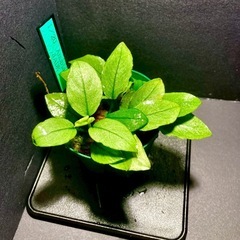 アヌビアスナナ ジェイド⑤の画像