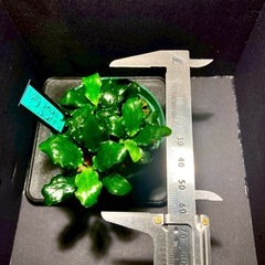 アヌビアスナナ キリンミニ④の画像