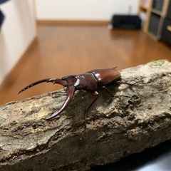 昆虫標本 − 佐賀県
