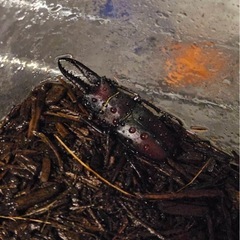 2025年　自然採取　財田産　ノコギリクワガタ　オスの画像