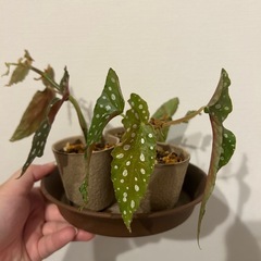 残1　ベゴニアマクラータ　観葉植物の画像