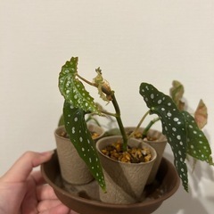 残1　ベゴニアマクラータ　観葉植物の画像