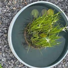 睡蓮鉢と水草のセットの画像