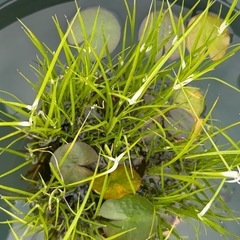睡蓮鉢と水草のセットの画像