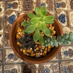 多肉植物3種　寄せ植え　001の画像