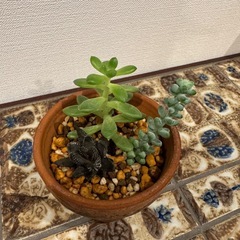多肉植物3種　寄せ植え　001の画像