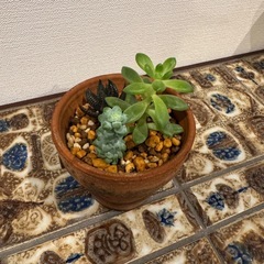 多肉植物3種　寄せ植え　001の画像