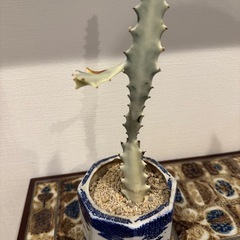 ユーフォルビア　ホワイトゴースト　抜き苗　001の画像