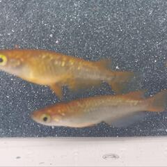 🌈琥珀ラメメダカ有精卵３５粒(保証含む)🌈の画像