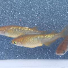 🌈琥珀ラメメダカ有精卵３５粒(保証含む)🌈の画像