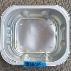 🌈琥珀ラメメダカ有精卵３５粒(保証含む)🌈の画像