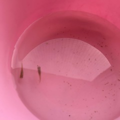 メダカ稚魚　２匹の画像