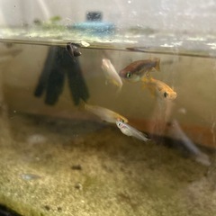 メダカ稚魚　２匹の画像