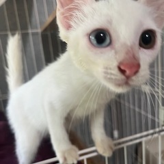 譲渡依頼子猫②