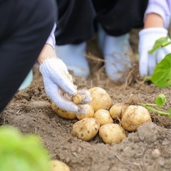 無農薬じゃがいも とうや3kg