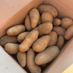 最終値下げ！無農薬じゃがいも メークイン3kg