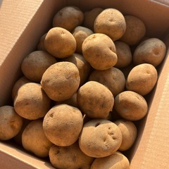 無農薬じゃがいも とうや3kgの画像