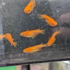 鶴崎楊貴妃メダカの稚魚10匹