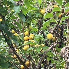 無農薬　半熟梅　1kg 200円