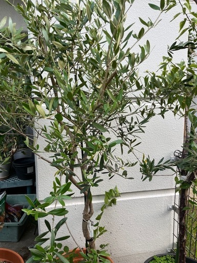 オリーブ第２弾