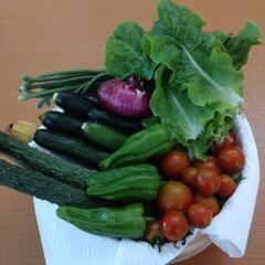 採れたて野菜の画像