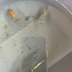 ✨鬼ラメメダカ✨たまご20個🐟子どもの夏休みの宿題にも最適🐟