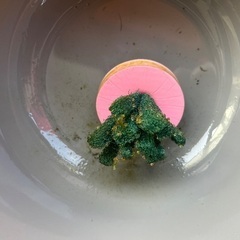 ✨鬼ラメメダカ✨たまご20個🐟子どもの夏休みの宿題にも最適🐟の画像