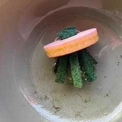 ✨鬼ラメメダカ✨たまご20個🐟子どもの夏休みの宿題にも最適🐟の画像