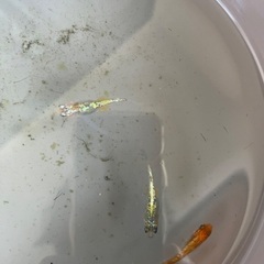 ✨鬼ラメメダカ✨たまご20個🐟子どもの夏休みの宿題にも最適🐟の画像