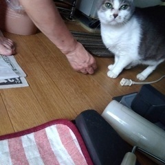 14歳の高齢猫を引き取って頂けませんか？